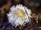 Kugelspringer (Sminthuridae, Collembola) von dem erst kürzlich entdeckten Pilz Pandora batellata parasitiert. Kugelspringer sind sehr klein, sie werden nur 0,5 bis 2 mm groß.